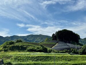 和束町茶畑の様子