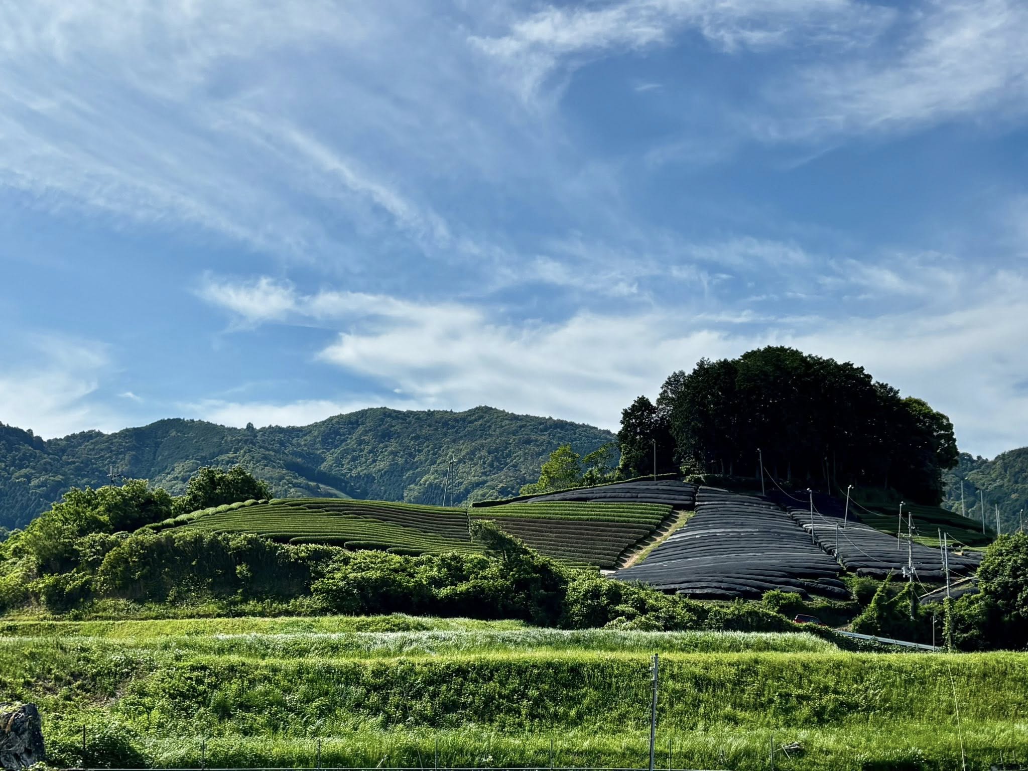 和束町茶畑の様子