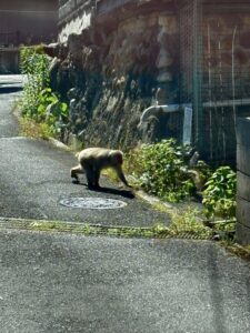 猿に遭遇